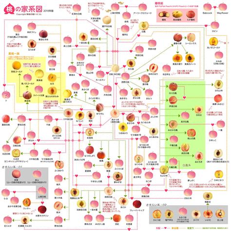 桃樹種類|桃の種類図鑑｜桃の人気品種一覧や鉢植えでおすすめ 